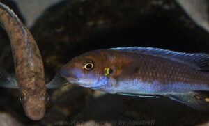 Labeotropheus trewavasae 'Lion's Cove'